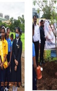 TREE PLANTATION